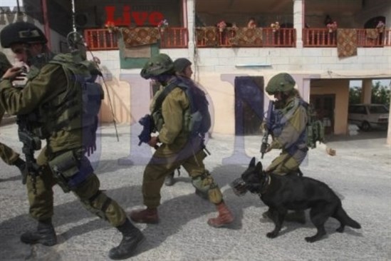 اعتقال 14 ومصادرة اموال واقتحام الف مستوطن لقرية كفل حارس اعتقال 14 ومصادرة اموال واقتحام الف مستوطن لقرية كفل حارس