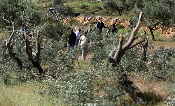 مستوطنون يقطعون 80 شجرة زيتون ويجرفون أكثر من 60 دونما في المغير مستوطنون يقطعون 80 شجرة زيتون ويجرفون أكثر من 60 دونما في المغير