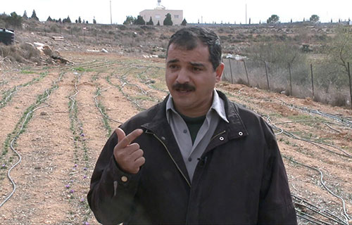 زراعة الزعفران تشق طريقها في فلسطين على يد مزارع من عقربا زراعة الزعفران تشق طريقها في فلسطين على يد مزارع من عقربا