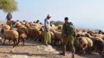 مستعمرون يقتحمون شلال العوجا شمال أريحا برفقة أغنامهم