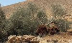 مستعمرون يقطعون 150 شجرة زيتون في المغير شرق رام الله